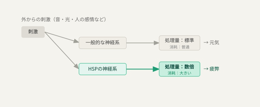 ▲ 同じ刺激でも、HSPの脳はより深く・多く処理します